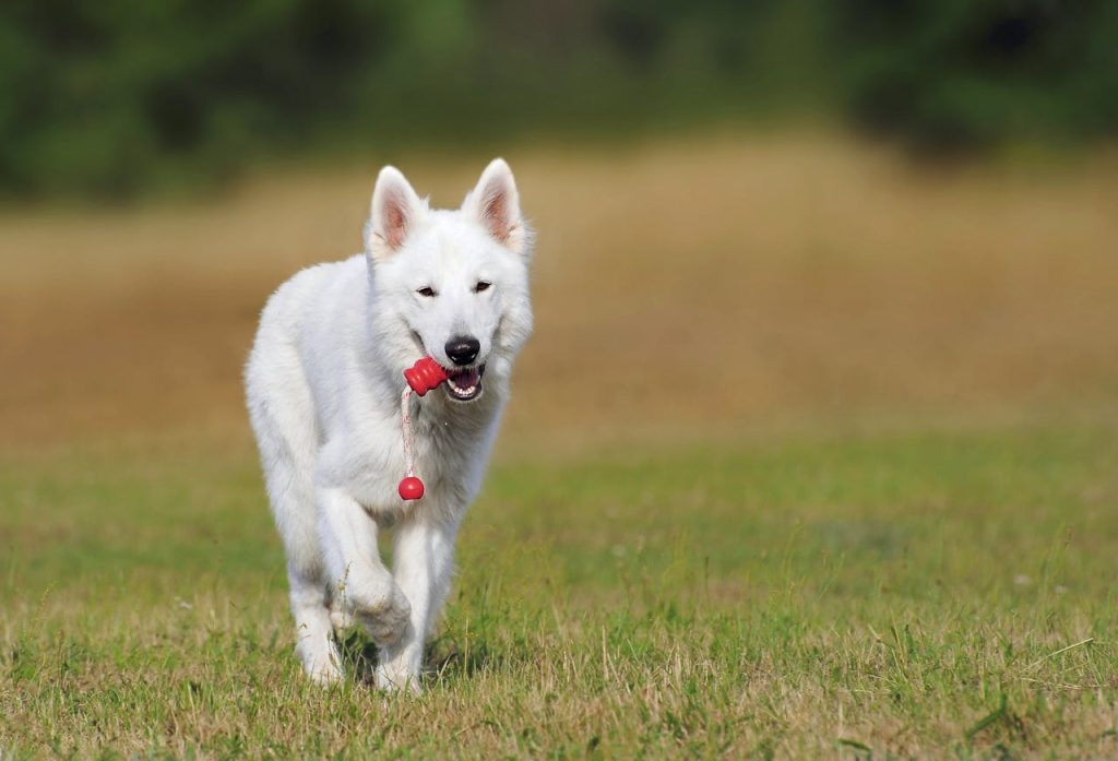 A playful White Swiss Shepherd dog joyfully runs on green grass outdoors with a toy.